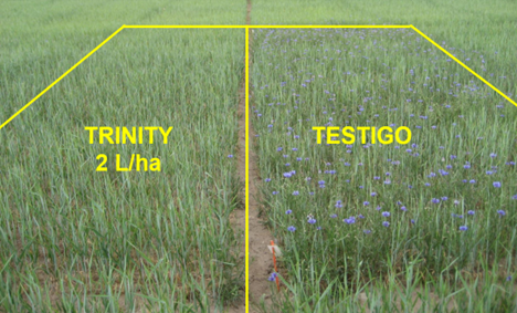 Control de Centaurea Diluta